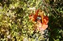 Fleurs des Rues 10 * 4368 x 2912 * (7.26MB)